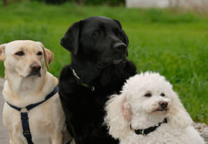 Coaching Für Hundehalter drei sitzende Hunde