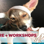 Erste-Hilfe-Workshop mit dem eigenen Hund