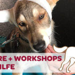 Erste-Hilfe-Workshop mit dem eigenen Hund