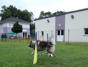 Hund springt über Hürde