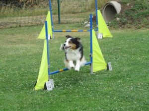 Hund fliegt über Hürde