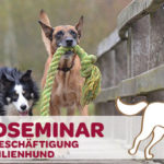 Sinnvolle Beschäftigung für den Familienhund