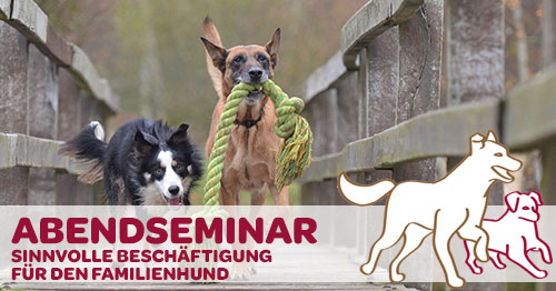 Sinnvolle Beschäftigung für den Familienhund