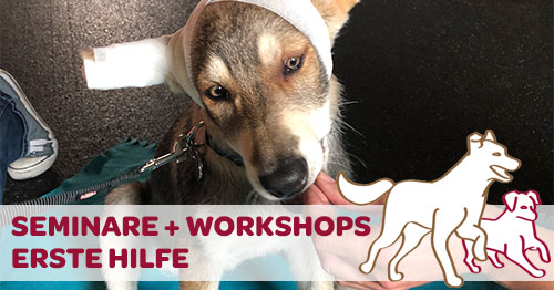 Erste-Hilfe-Workshop mit dem eigenen Hund