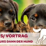 Hundehaltung gut überlegt! Erst der Kurs, und dann der Hund